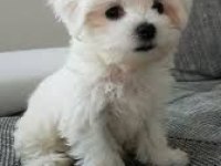 Maltese Terrier Sıfır Numara Hazır Ve Sağlıklı