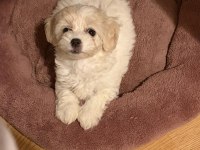 Maltipoo Yavru