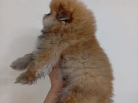 SAFKAN POMERANİAN BOO ERKEK YAVRU