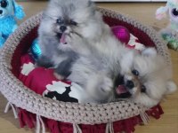 Şecereli Teacup Teddy Face Pomeranian Yavrularımız