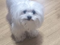 Sadece 1100 gram maltese
