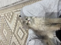 British longhair ay12 blue golden