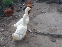 1 ÇİFT PEKİN ÖRDEĞİ AMERİKANLA TAKAS VAR