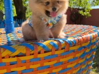 Her Renk Her Cinsten Pomeranian Yavrular
