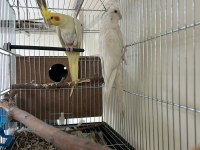 Albino sultan papağanı