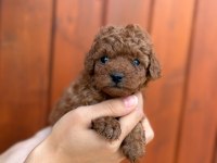 Pamuk gibi toy poodle yavrularım