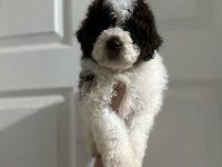 Lagotto bebekler