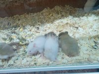 Hamster Lar Geldi