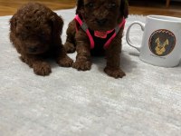 Toy Poodle Köpeğimiz