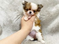Teacup Şivava Yavrularımız Irk Ve Sağlık Garantili