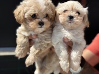 Petmode köpek çiftliğinde ziyarete açık maltipoo