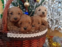 Gerçek maltipoo köpeği yavrularimiz