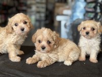 Show Kalite Tea Cup Kore Maltipoo Yavrularımız