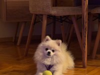 Köpeğimize yeni yuva arıyoruz