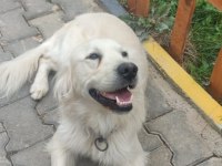 KARİZMATİK Oğlumuz Alfaya Kız Arıyoruz golden