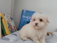 Maltipoo bebekler
