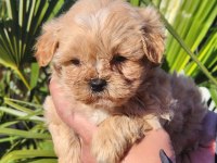 Kore Maltipoo Yavrular