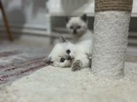 Oyuncu Safkan Sağlıklı british shorthair yavrular