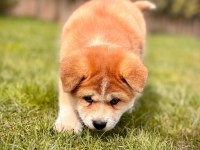 Japon Akita Yavruları Sağlık ve Irk Garantili 