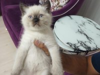 British Shorthair Erkek Yavru