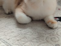 British shorthair golden erkek