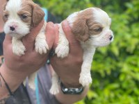 Sağlık ve ırk garantili cavalier king charles yavrularım