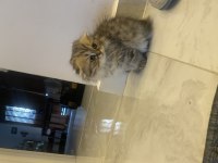 2 aylık british longhair dişi