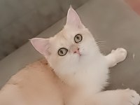 Show kaliteli full şecereli Ny12 12 erkek british shorthair