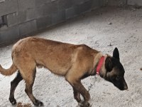 K9 alman kurdu yavru