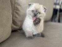 Dünyalar şekeri scottish fold