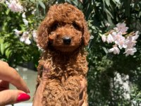 ORJİNAL GÜLER YÜZLÜ SEVİMLİ TOY POODLE