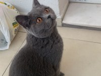 Ücretsiz sahiplendirme 1 yaşında british shorthair