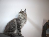 İlloai ve Arthur maine coon yavruları hepsi şampiyon adayı