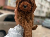 RED BROWN TOY POODLE BEBEKLER