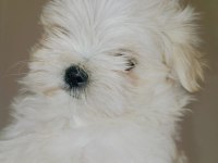 Maltese kızım