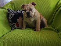 ORİJİNAL IRK ENGLİSH BULLDOG YAVRUMUZ