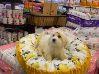 Maltese terrier yavrular