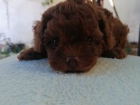 Teddy face toy poodle