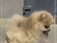 Mini pomeranian boo yavrumuz