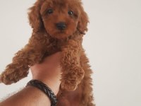 23 Haziran Doğumlu Poodle Bebekler