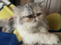 6 aylık uysal persian dişi kedim