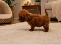 Toy Poodle Yavru Erkek Ve Dişi Yavrular Ücretsiz Teslimat