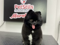 Kalite severler için Pomeranian Boo DİŞİ