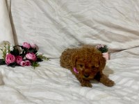 Cici kızımız toy poodle