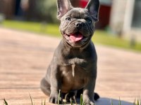 French Bulldog Yavruları ÇİFTLİKTEN   