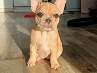 Egzotik merle french bulldog bebekler