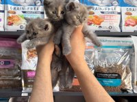 Tatlı Dişi British Shorthair Bebekler