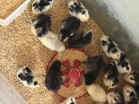 10 GÜNLÜK SAPASAĞLAM KARYAĞDI İSPENÇ CİVCİVLERİ