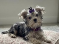 Teacup ev ortamından yavru köpekler
