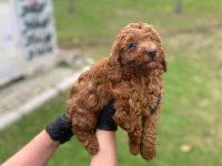 Toy poodle yavrularim ev üretimi